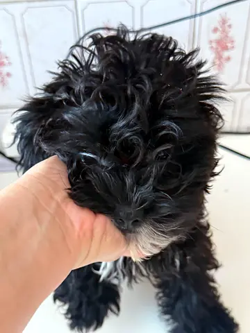 Maltipoo puppy