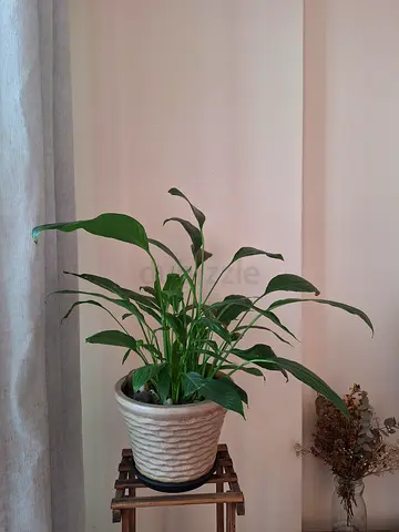 Lily plant for sale