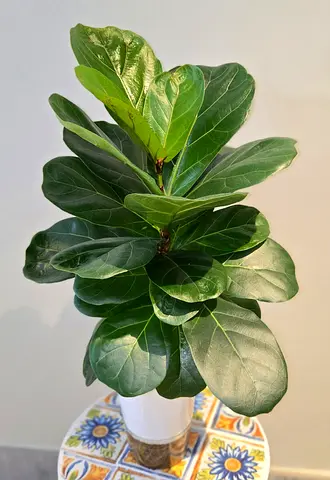 Fiddle Leaf Fig ( Indoor Sel watering Potted Plant)- Healthy, Ready to Brighten Your Home, Easy Care