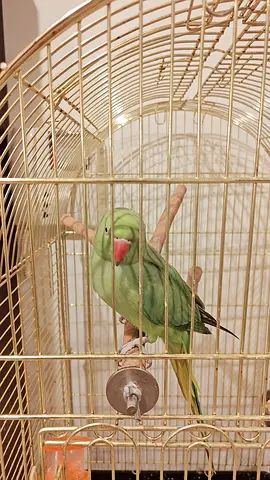 Beautiful talking parrot