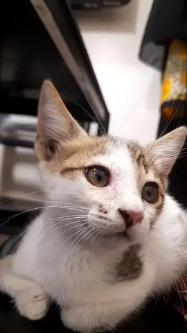 Free Kitten For Adoption