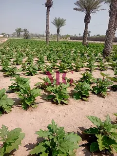 Prime Farm Land | Second Plot from Main Road | Excellent Investment Opportunity