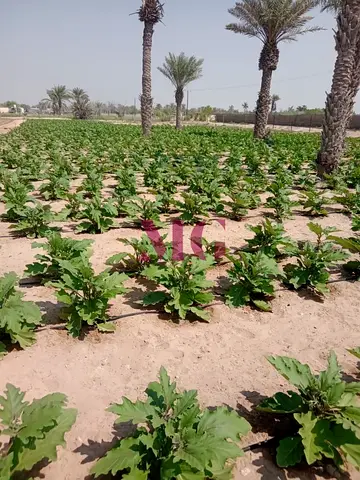 Prime Farm Land | Second Plot from Main Road | Excellent Investment Opportunity