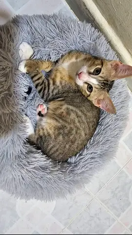 Beautiful Healthy 3-Month-Old Kitten Looking for a Loving Forever Home