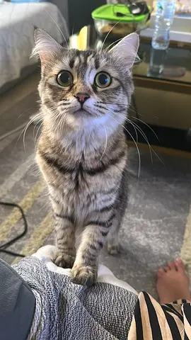 For adoption female cat one year old