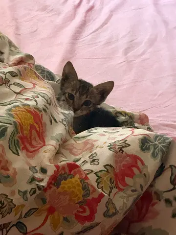 Young 2 week old tabby kitten looking for a loving home. Vaccinated