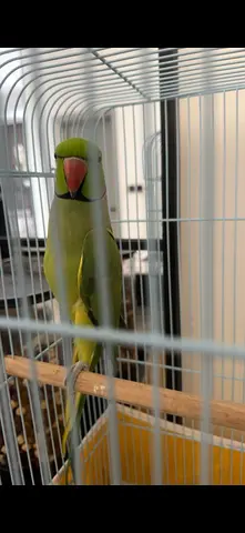 دبي