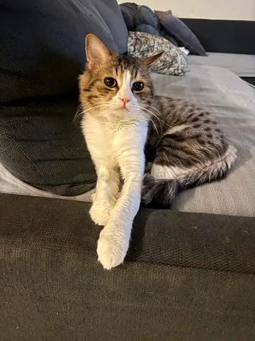 Cat for free adoption