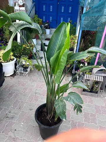 Bird of Paradise Plant