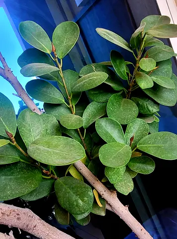 Large Outdoor Clusia / Broadleaf evergreen plant - healthy, low maintenance