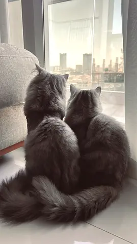 Friendly long-haired silver cat — looking for a new home