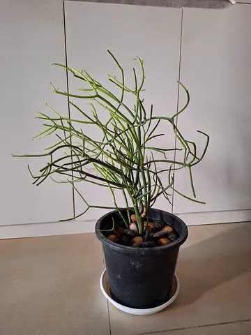 Pencil Cactus for Sale