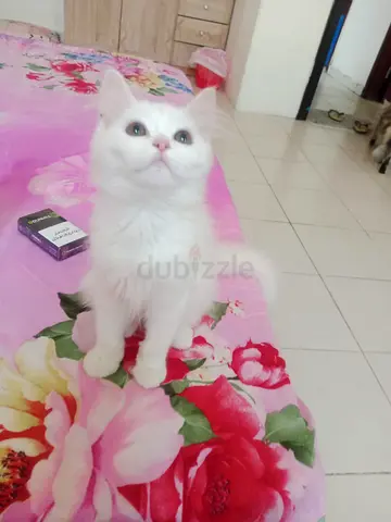 Free adoption