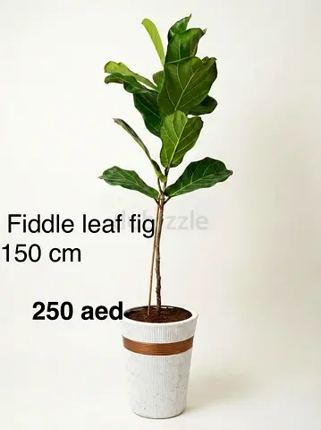 Fiddle Leaf Fig (Ficus lyrata) - 150 cm with Pot - 250 AED