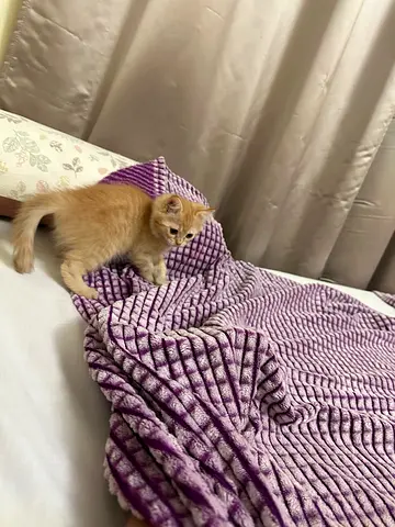 Cat for adoption