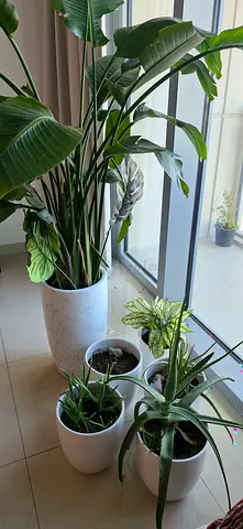 Good quality jumbo pot and medium size pots with plants