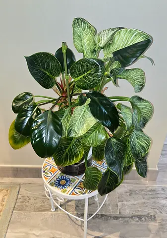 Philodendron Birkin - Healthy Variegated Houseplant (Potted)