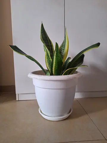 Snake plant for sale