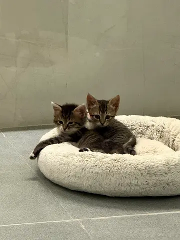 Cats for adoption