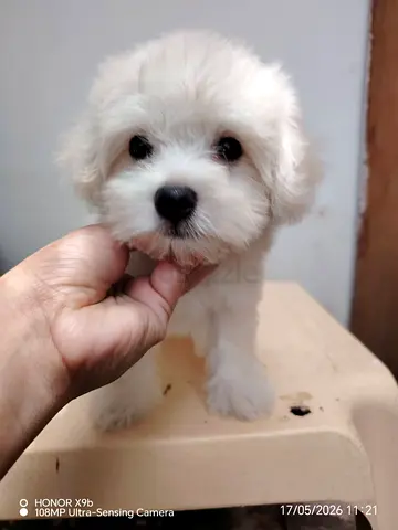 Adorable small white puppy, very friendly and playful