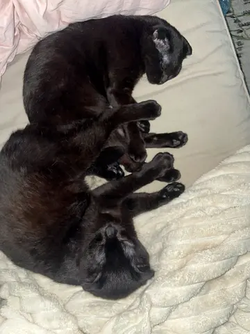 cats for adoption.