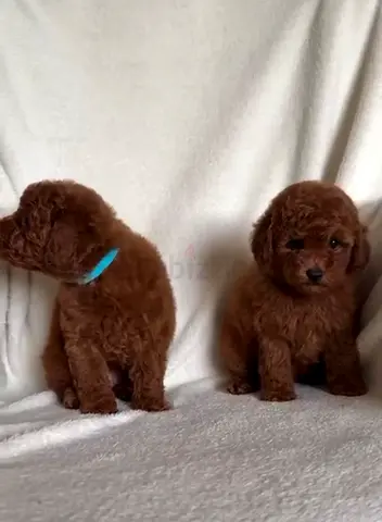 Toy poodles