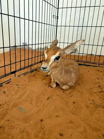 Deer