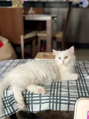 Lovely Angora Pure white female cat with passport,  vaccinate, spayed and ready to adopt.