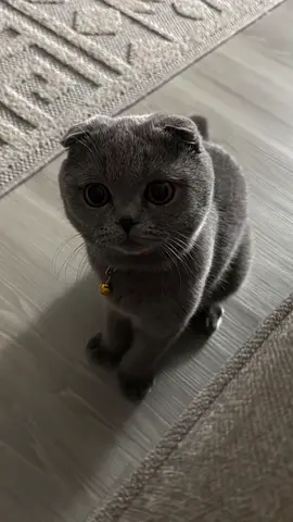 British blue male