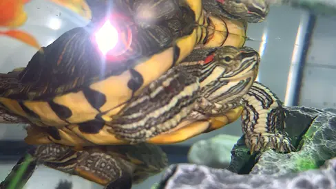 red ear fresh water turtles