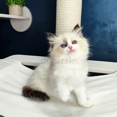 Ragdoll kittens