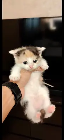 Cute kitten