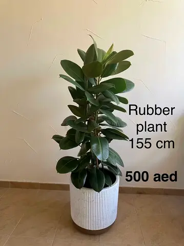 Rubber Plant Ficus (155 cm) with Pot - Healthy Indoor Greenery