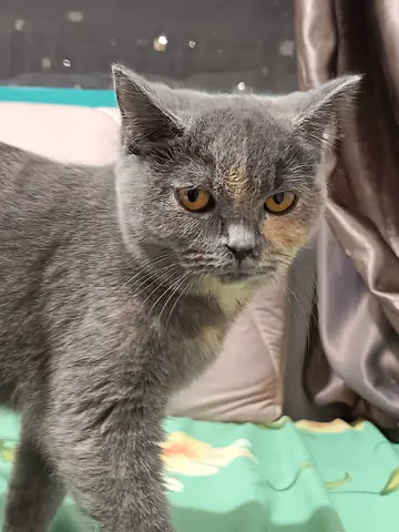 Kittens for adoption