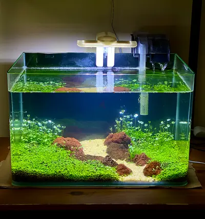 35 cm Complete Aquarium Setup – Fully Aquascaped  Size 35x 22x 20 cm