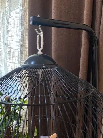 cage with stand and free cockatiel