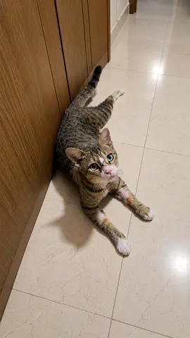 Friendly male tabby cat looking for a new home (free adoption ) serious adopters.only