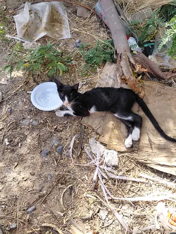 Kitten with broken leg need help urgent