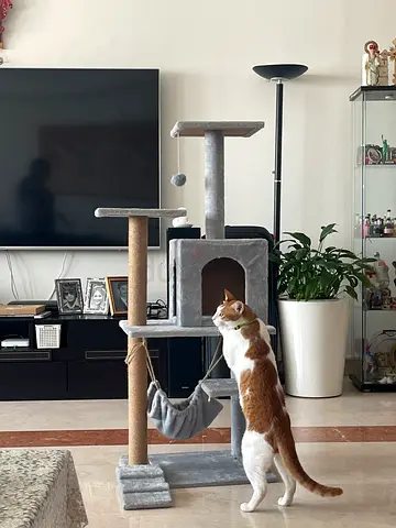 Used Multi-Level Cat Tree with Scratching Posts and Condo