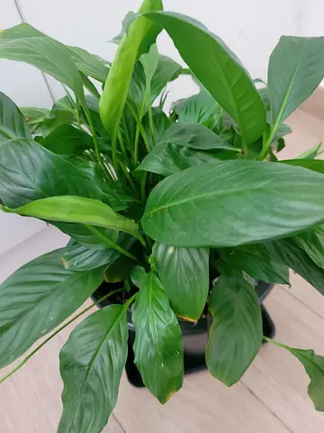 Peace Lily - Indoor Plant