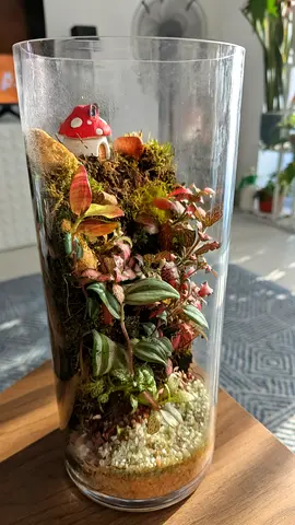 Vertical terrariums( healthy plants)
