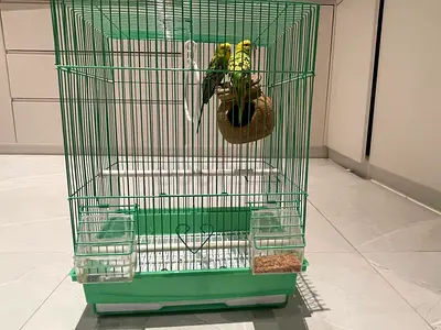Free adoption for a pair of budgies 💚