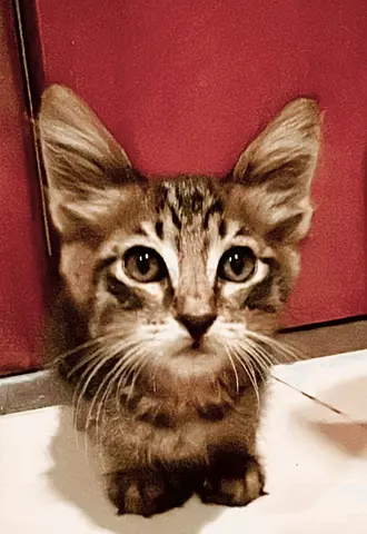 Kitten For Adoption