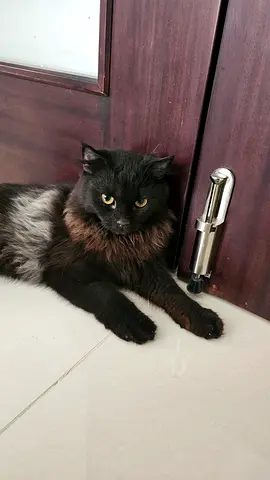 Found cat in Al helio 2 ajman