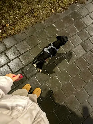 Walking with dogs on Palm Jumeirah