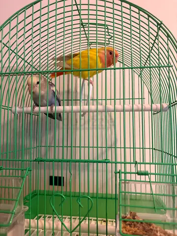 Friendly love birds