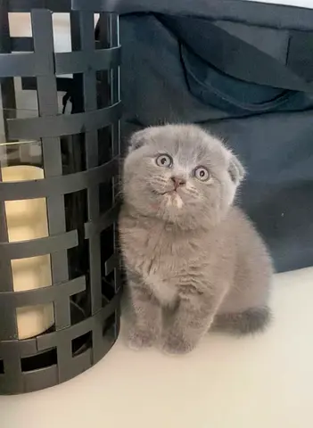 Pets