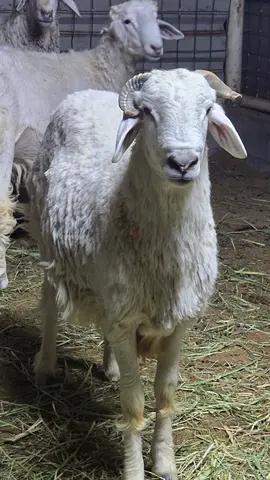 White local najdi Sheep / Ram for Sale     خرفان نجدية مهجنة للبيع شي فاخر من الآخر