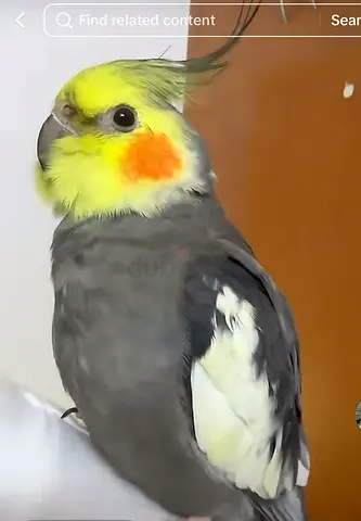🚨 LOST COCKATIEL – PLEASE HELP 🚨
