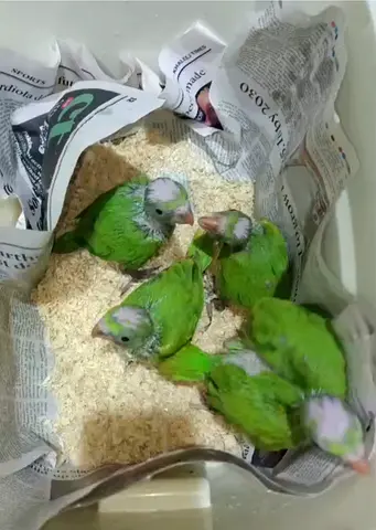 HOME BRED GREEN RING NECK CHICKS